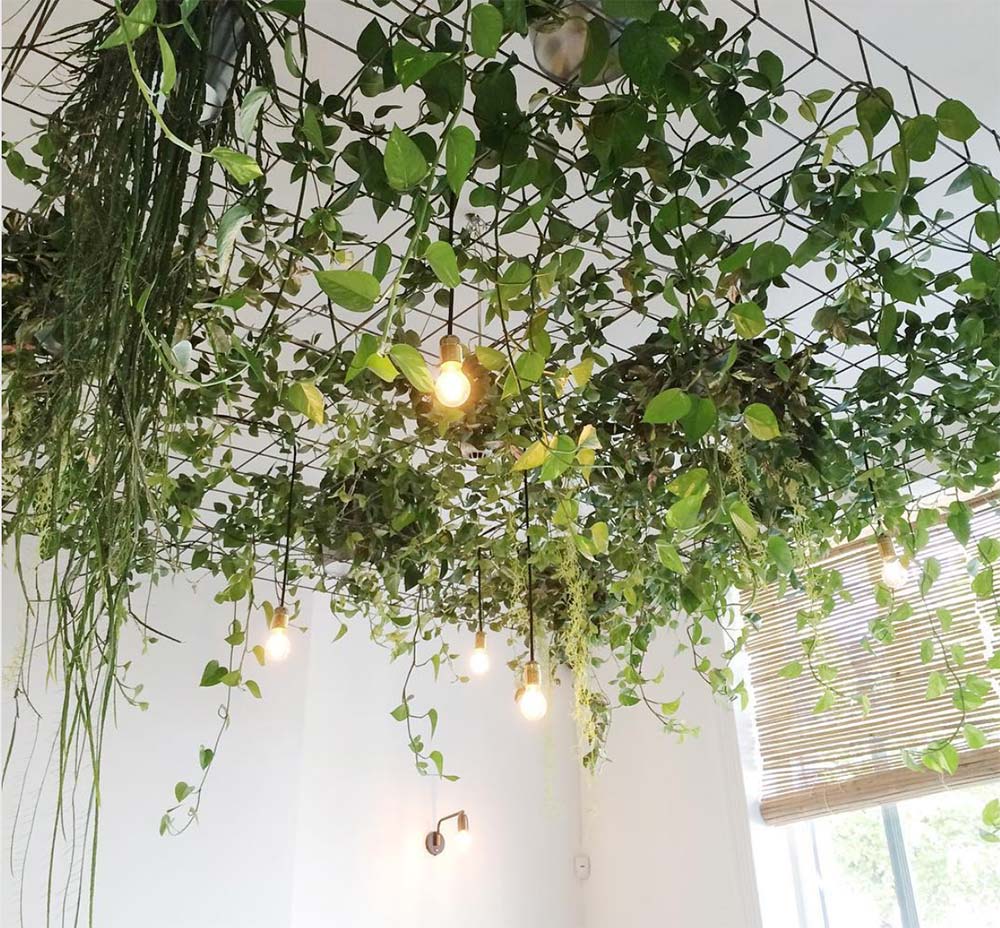 Ceiling Plants Hanging From Metal Grid