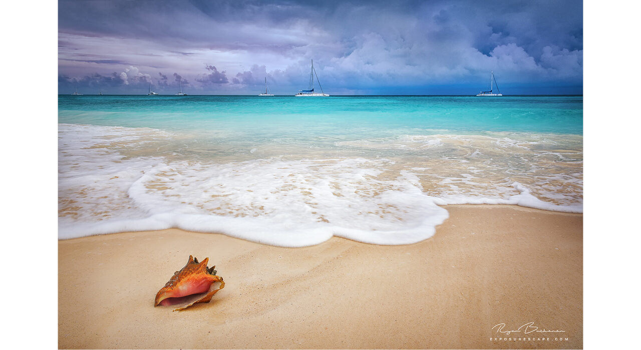 conch shell on a beach shore with tide coming in