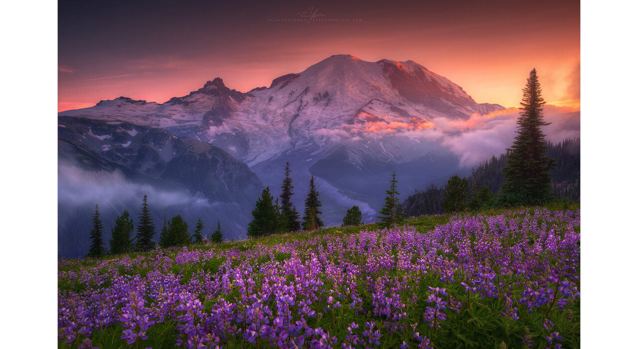 purple flowers on a hillside in front of a mountain at sunset